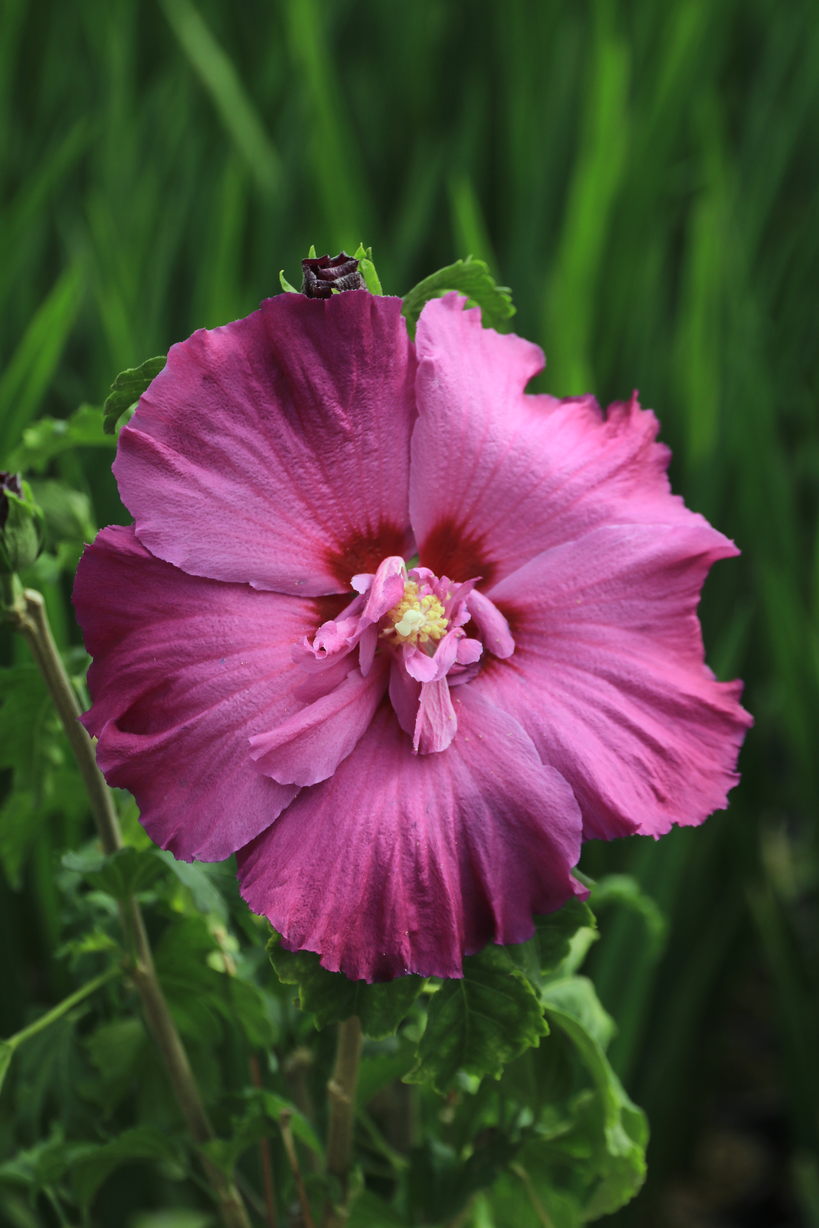 Hibiscus ´Walberton's® Lunar® Flare´ (´WALHIFLAR´)Ⓢ | 2j.v.St. P9